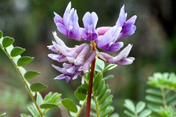 Astragalus Extract.jpg